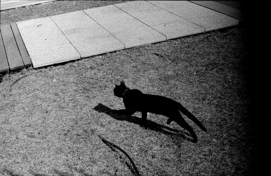 Cat in the street