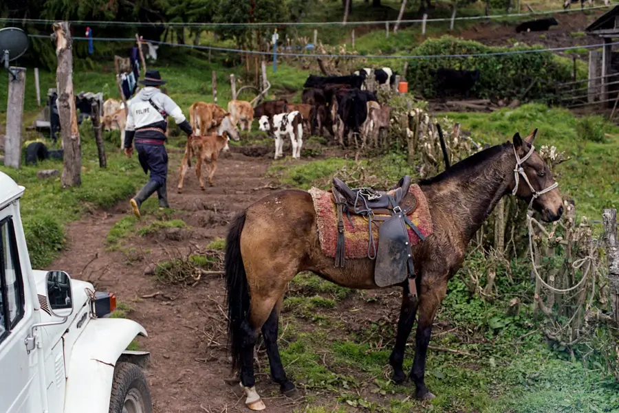 Farm scene