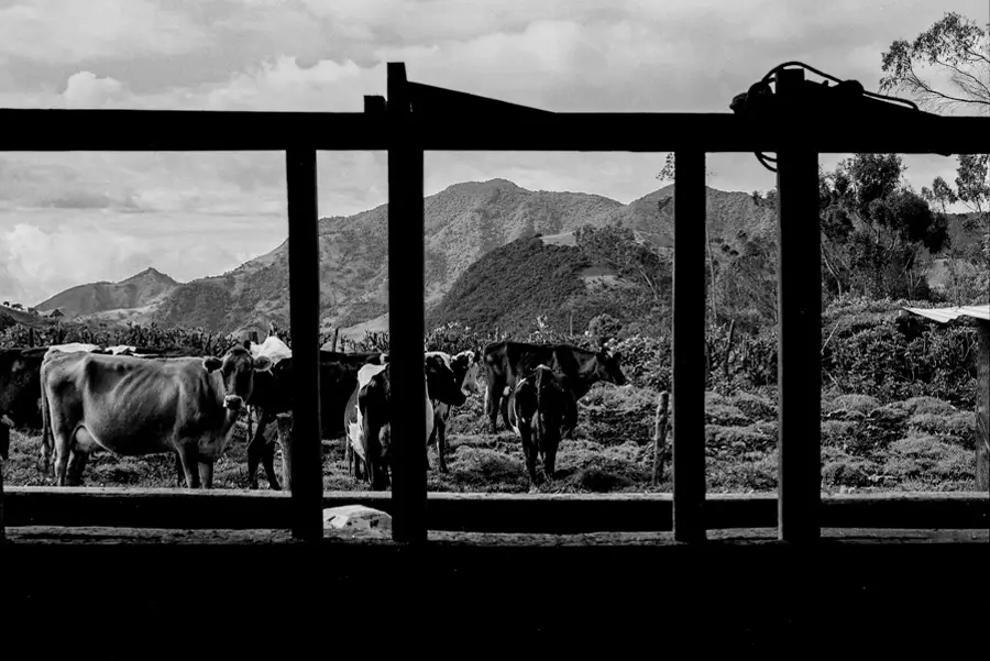 Cows in a farm