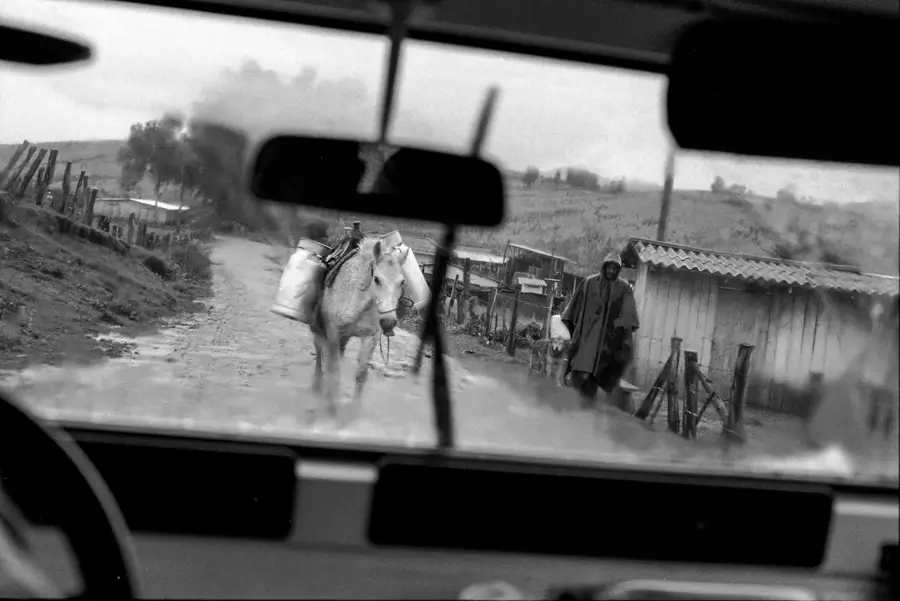 Cows seen from a car window
